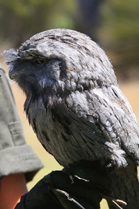 Tawny Frogmouth (click to enlarge)